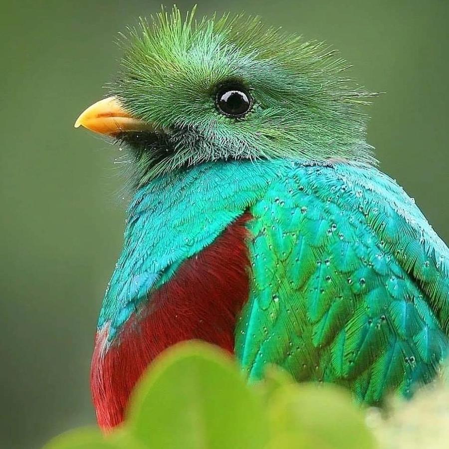 Cabinas El Quetzal San Gerardo de Dota Luaran gambar