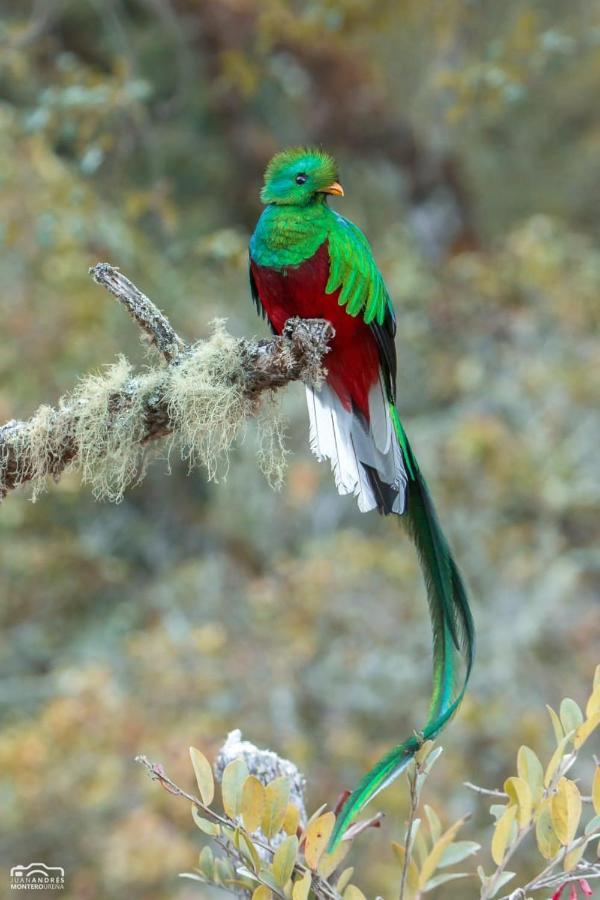 Cabinas El Quetzal San Gerardo de Dota Luaran gambar