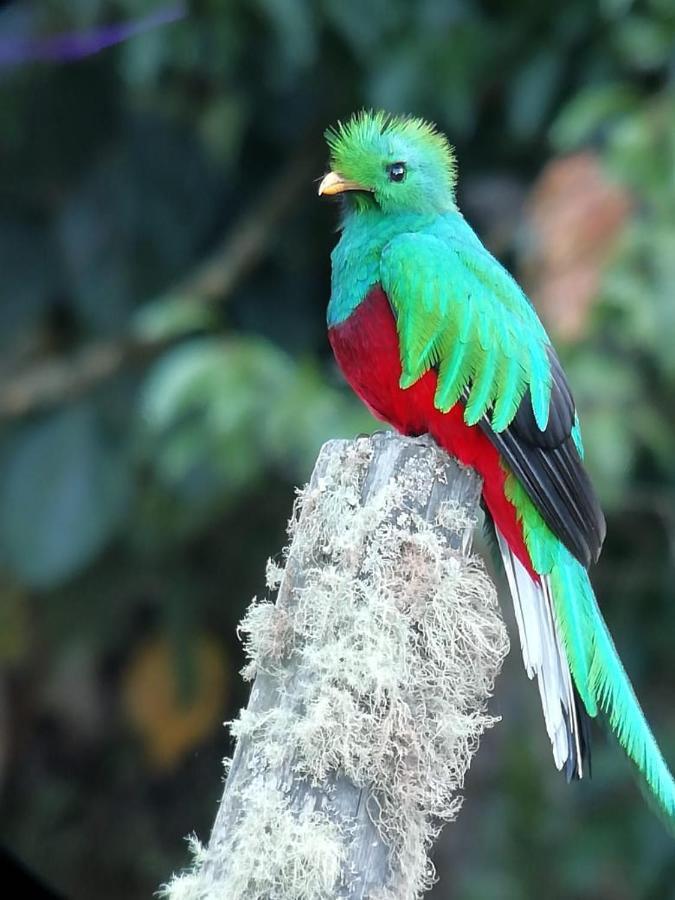 Cabinas El Quetzal San Gerardo de Dota Luaran gambar